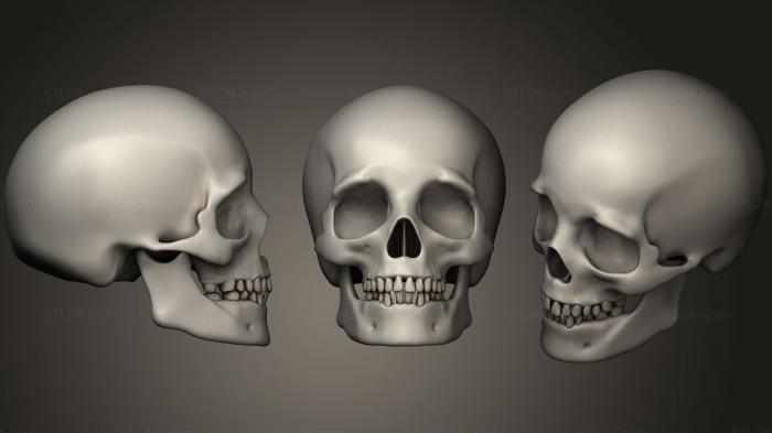 Анатомия скелеты и черепа (Череп человека, ANTM_1117) 3D модель для ЧПУ станка